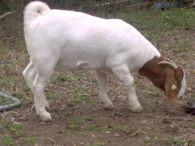 more goat pics! - Goats