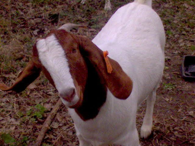 more goat pics! - Goats