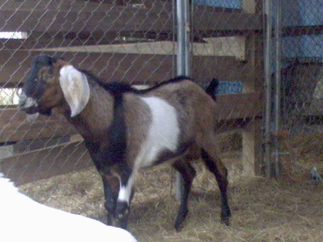 more goat pics! - Goats