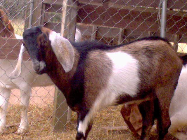 more goat pics! - Goats