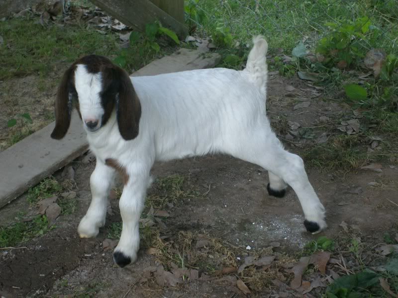Boer cross bucklings - Goats