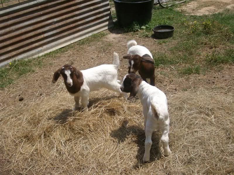 Boer cross bucklings - Goats
