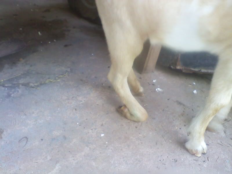 Kid Leg Problem - Goats