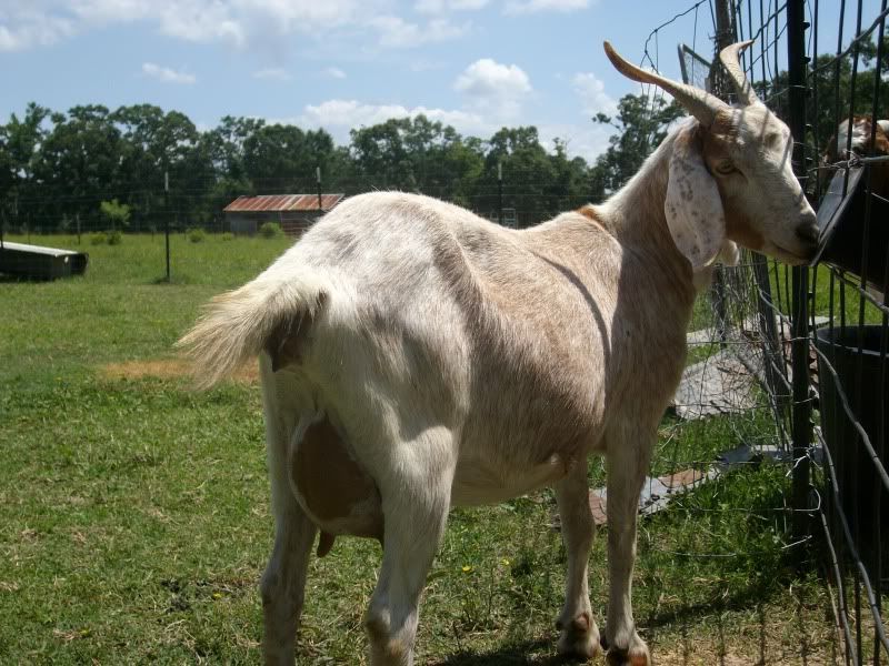 Anybody want to guess when she is due? - Goats