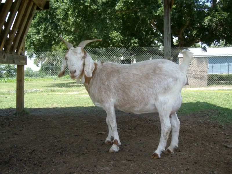 Anybody want to guess when she is due? - Goats