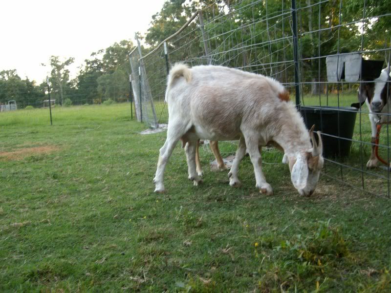 Anybody want to guess when she is due? - Goats