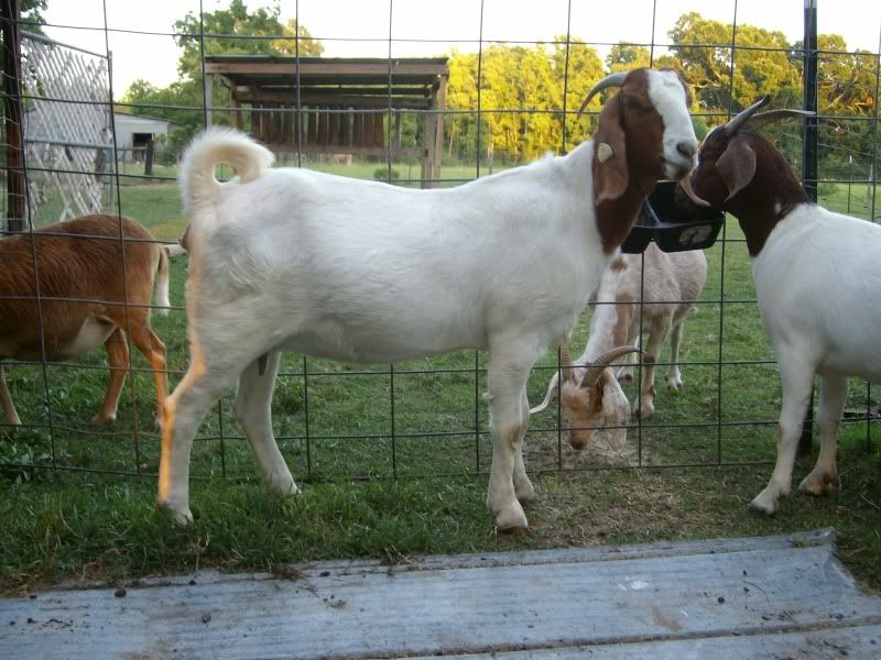 Anybody want to guess when she is due? - Goats