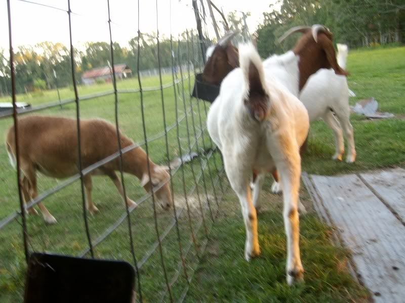 Anybody want to guess when she is due? - Goats