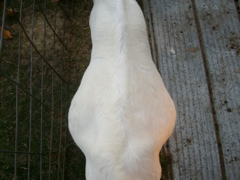 Anybody want to guess when she is due? - Goats