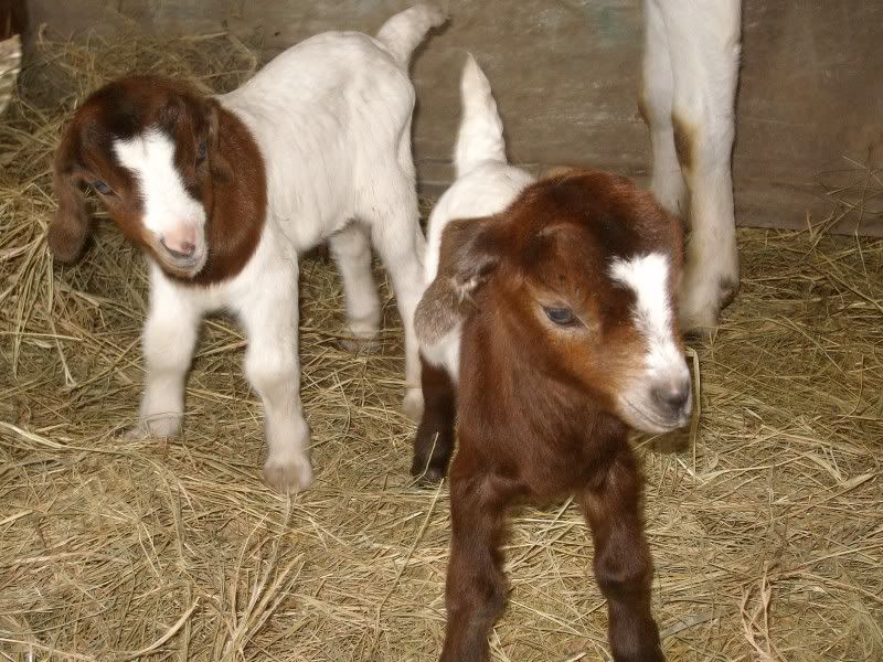 New kids born yesterday - Goats