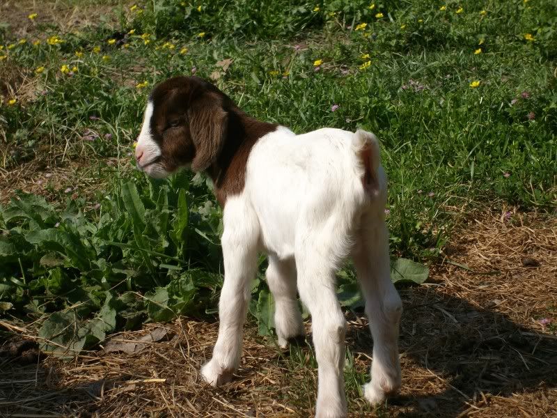 New kids born yesterday - Goats