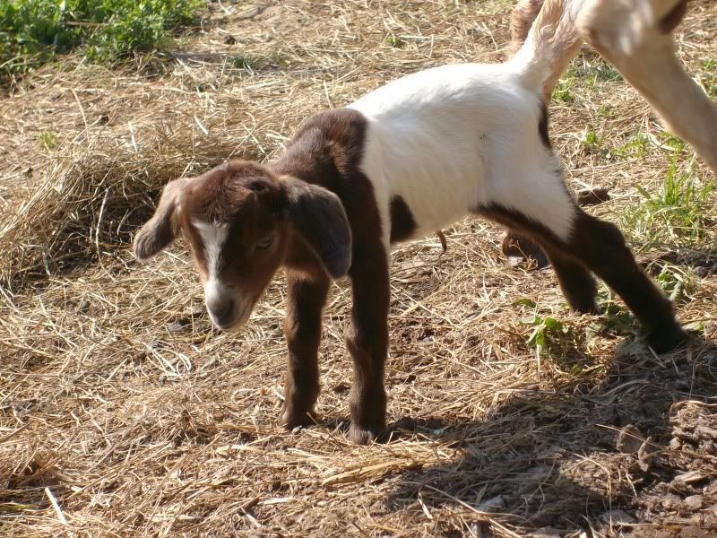 New kids born yesterday - Goats