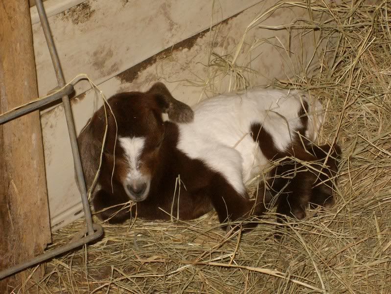 New kids born yesterday - Goats