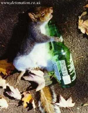 drunk-mouse-animal-jokes-photograph.jpg