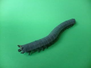 Millipede, Ryan MacDonell