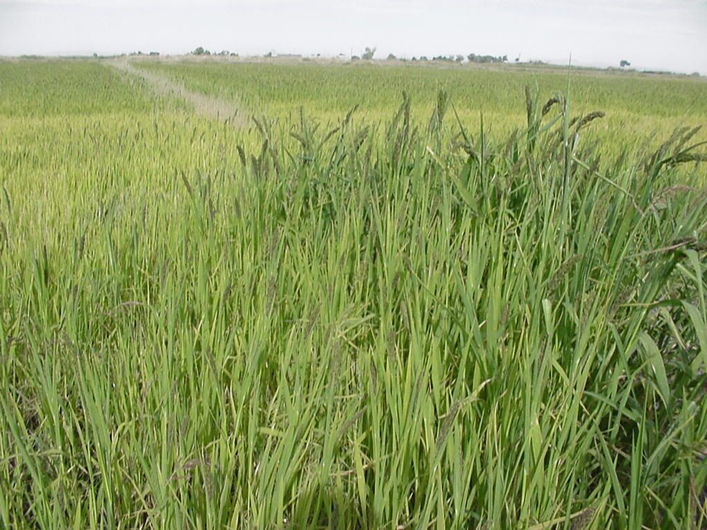 Japanese Millet Duck Hunting Forum