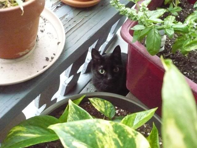 little PRIVACY while I eat your plants?!