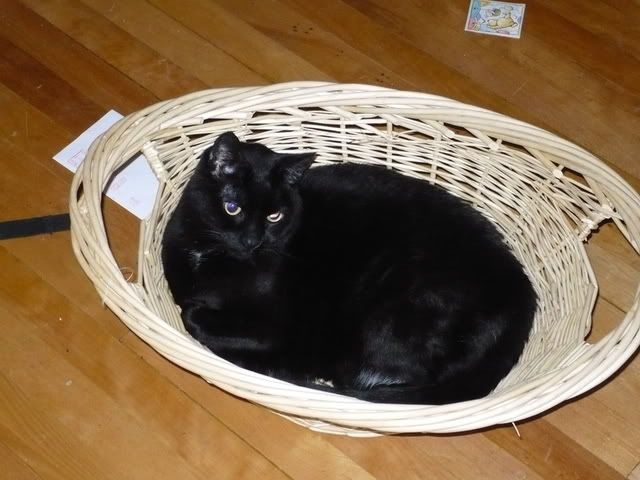Kitty in a picnic basket