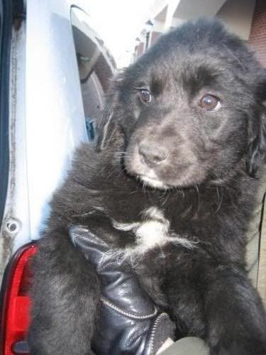 re: ASPCA commercial 'In the Arms of the Angels'