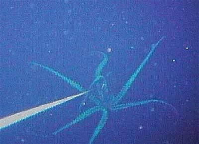 Has Anyone Ever Heard Of The Giant Squid?