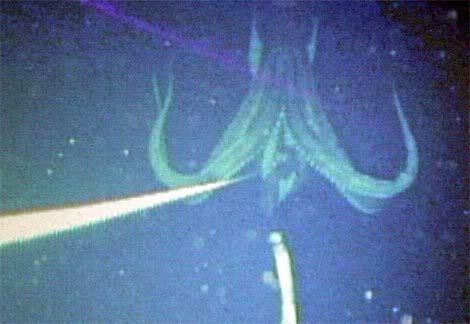 Has Anyone Ever Heard Of The Giant Squid?