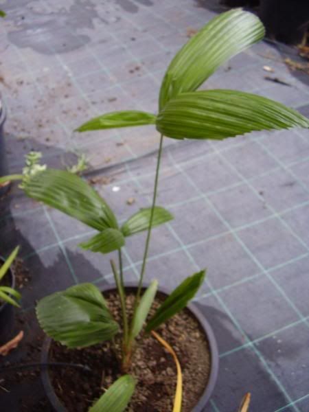 P1010021_redimensionar.jpg