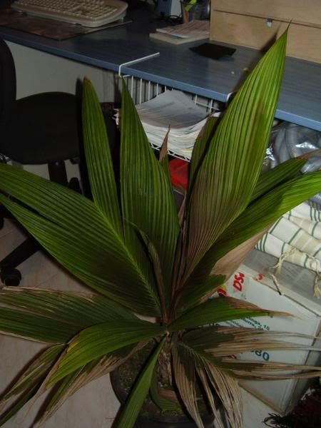 P1010046_redimensionar.jpg
