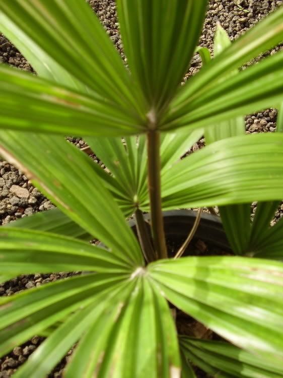 P1010037_redimensionar.jpg