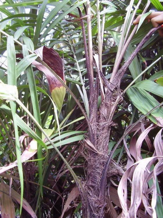 P1010040_redimensionar.jpg