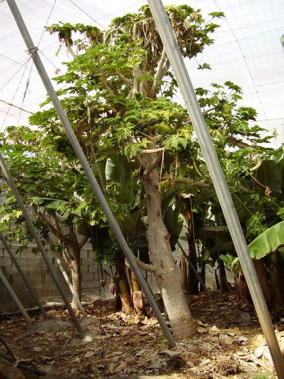 P1010056_redimensionar.jpg