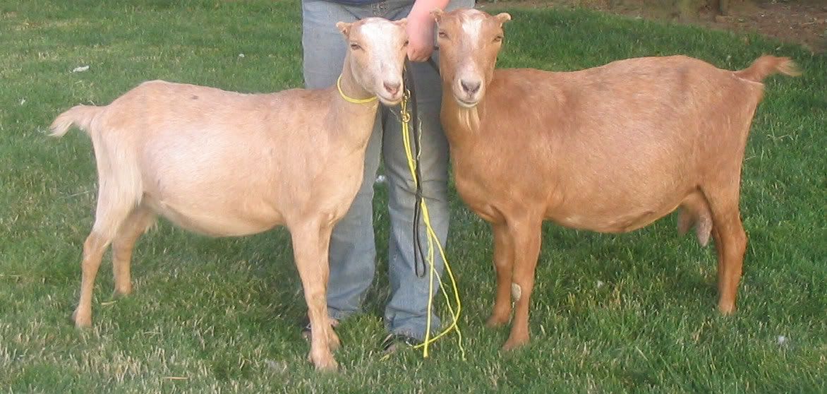 Funny goat stories - Goats