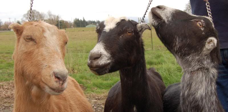Terrible goat pictures - Goats