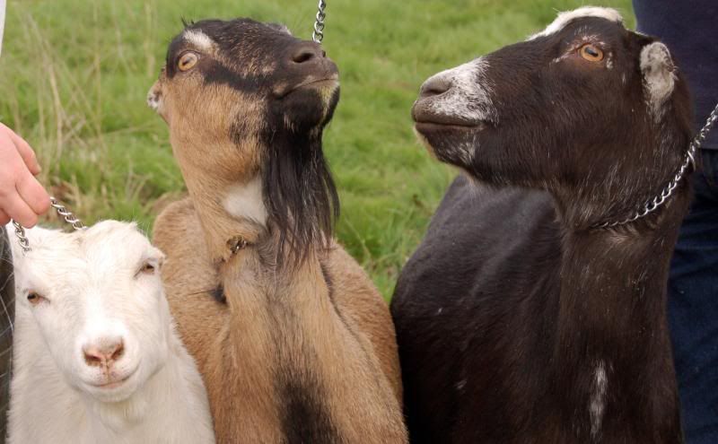 Terrible goat pictures - Goats