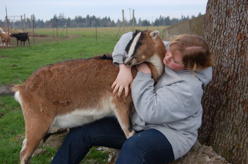 Nubian/LaMancha mix - Goats