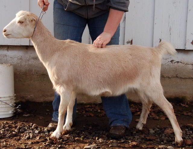 Winnie & Her Nest (looks like today) - Pics - Goats