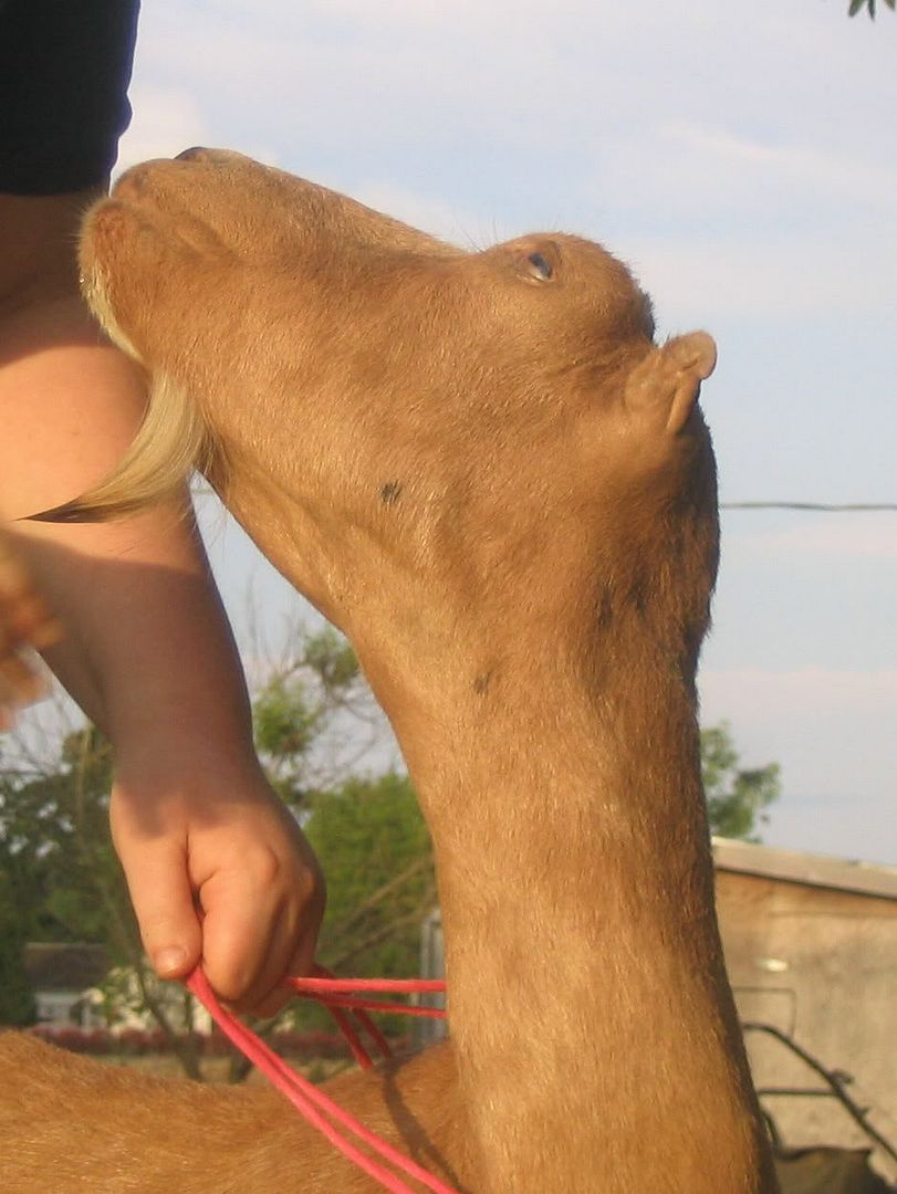 We want a photo, that can be painted onto our trailer... - Goats