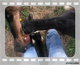 Alpine,Lamancha,Nubian - Goats