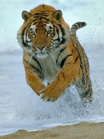 I'd rather spend it on tigers. Look at this magnificent motherfucker: