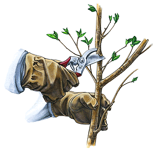 Pruning