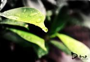 Location : Taman Rumah Ku<br />Situation : Lepas Hujan Lebat<br />Status : Saje untuk menguji tahap kecekapan Capture menggunakan Nikon D3000...