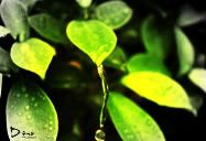 Location : Taman Rumah Ku<br />Situation : Lepas Hujan<br />Status : Menguji kepantasan Shuttle Speed Nikon D3000...