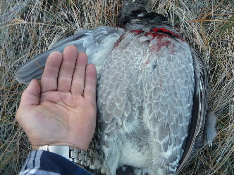 Grouse Meat