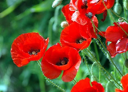 Poppies.jpg picture by harold2356