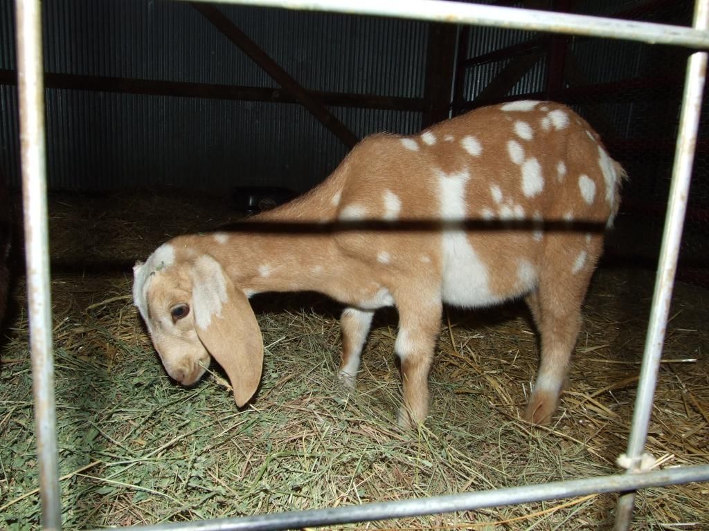 Doe, a deer, a female deer... - Goats