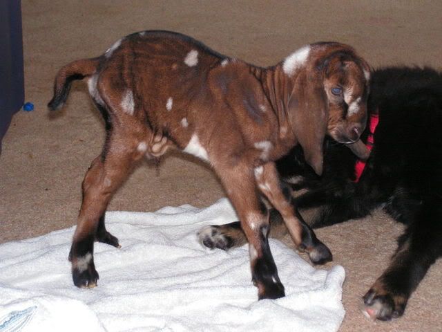 UPDATE:  Pictures of Starbux, my 2 week premmie buck - Goats