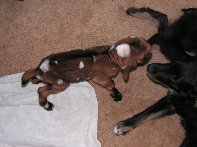 UPDATE:  Pictures of Starbux, my 2 week premmie buck - Goats