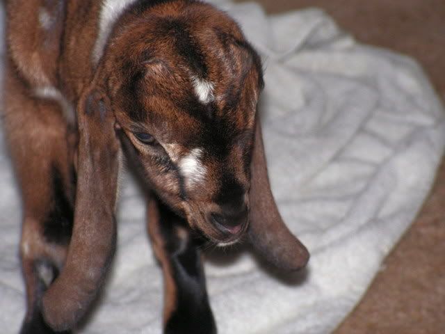 UPDATE:  Pictures of Starbux, my 2 week premmie buck - Goats