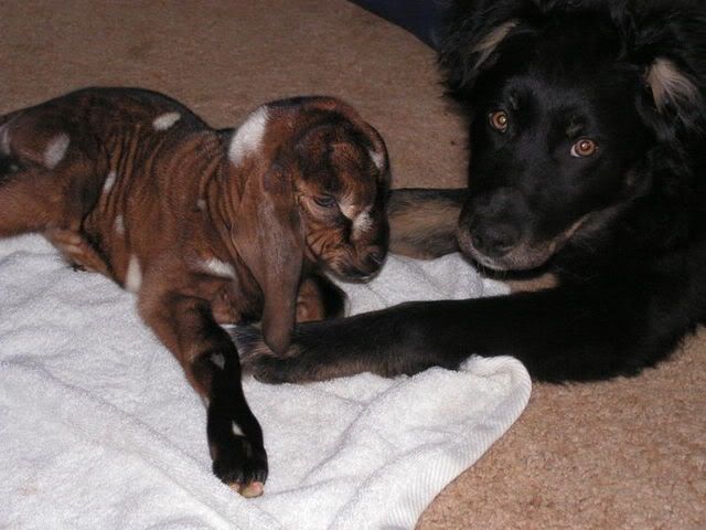 UPDATE:  Pictures of Starbux, my 2 week premmie buck - Goats