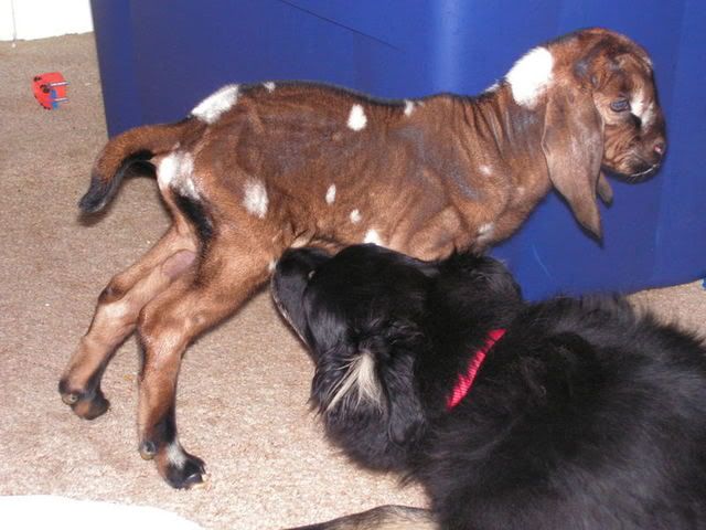 UPDATE:  Pictures of Starbux, my 2 week premmie buck - Goats