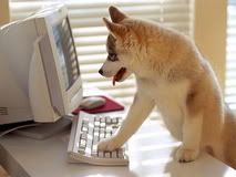 Dog on a computer